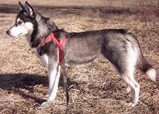 Sibirischer Husky - Siberian Husky